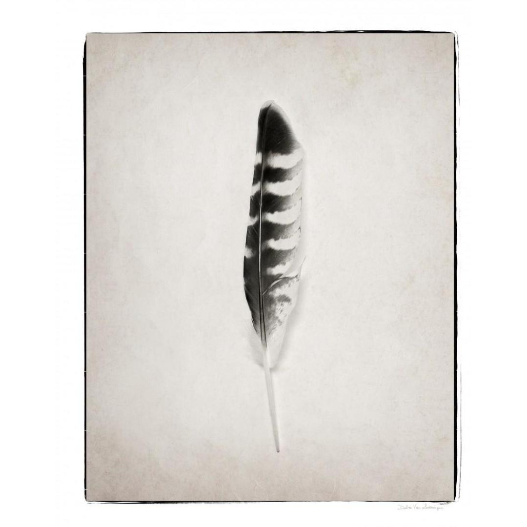 Feather IV - BW -Paper Art-24&quotx30"