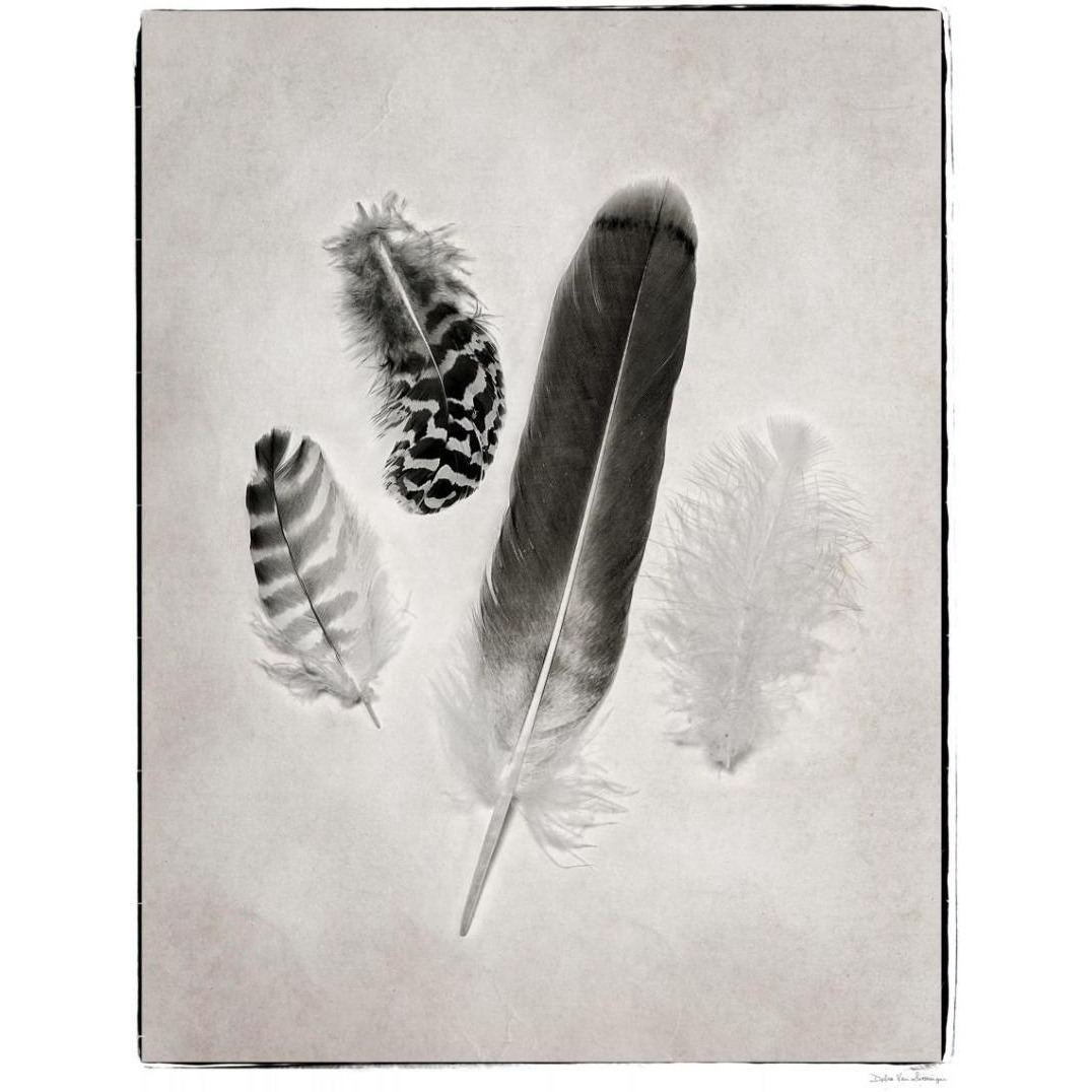 Feather Group I - BW -Paper Art-30&quotx37"