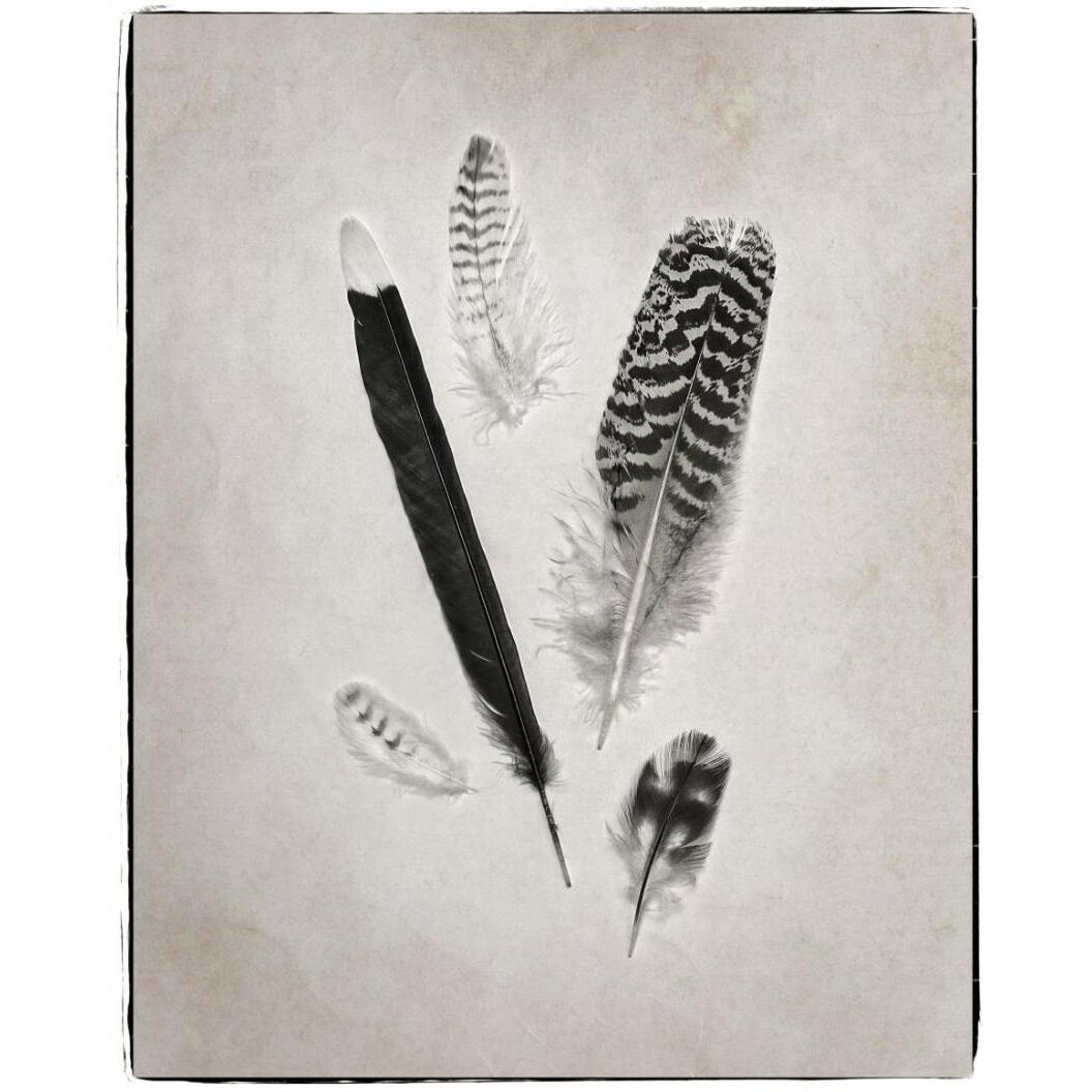 Feather Group II - BW -Paper Art-18&quotx22"