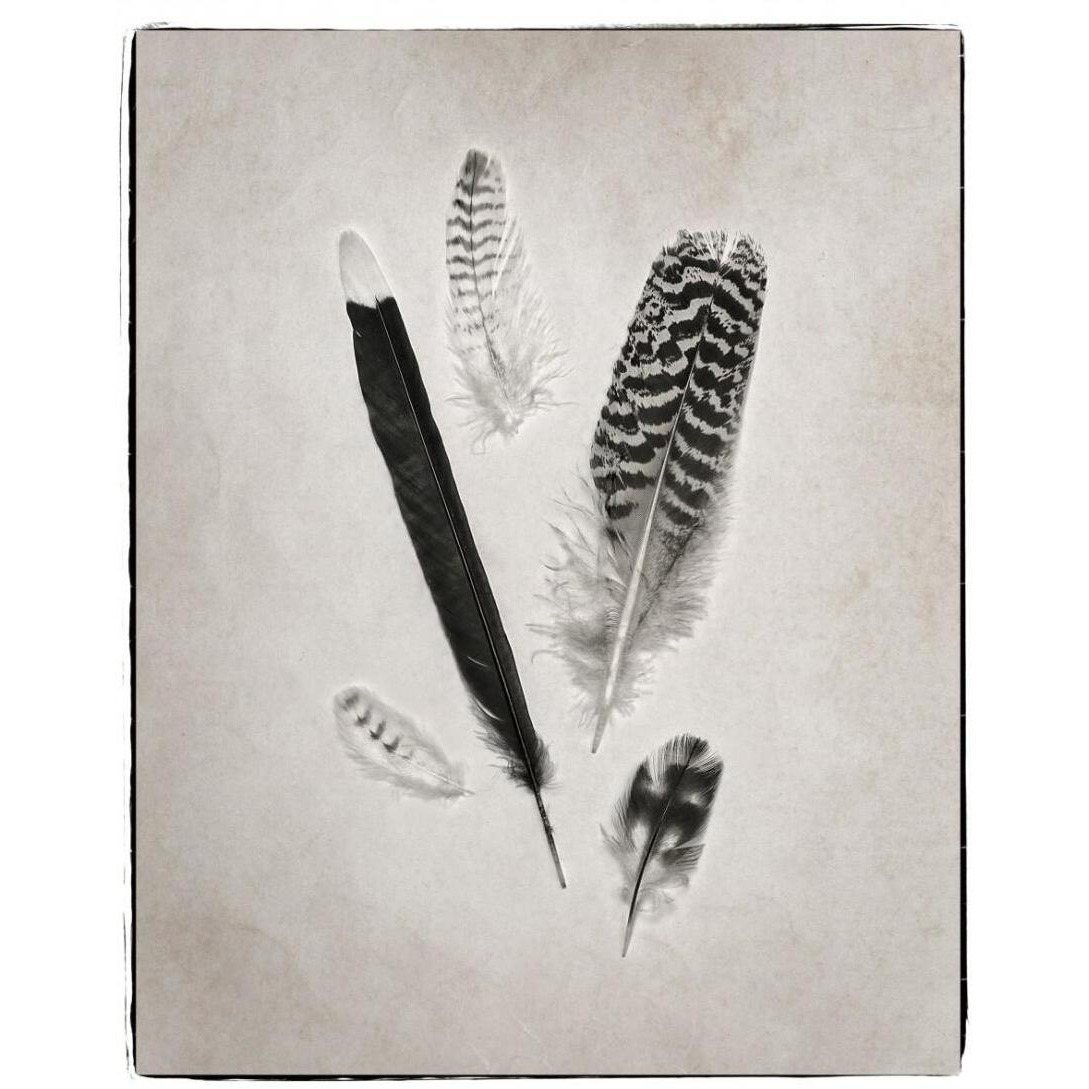 Feather Group II - BW -Paper Art-22&quotx26"