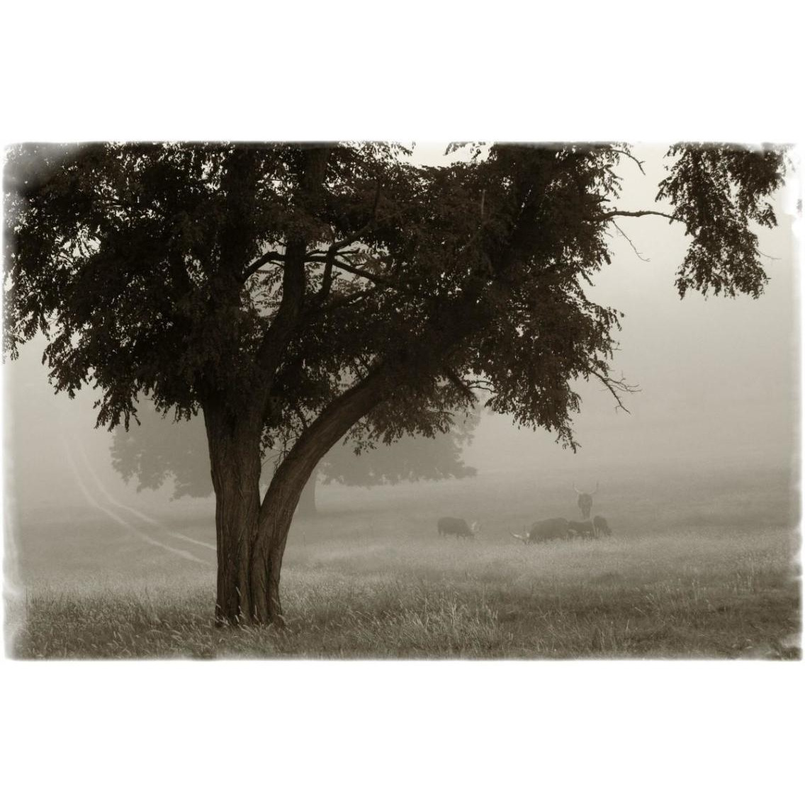 Calm Mist -Paper Art-38&quotx26"