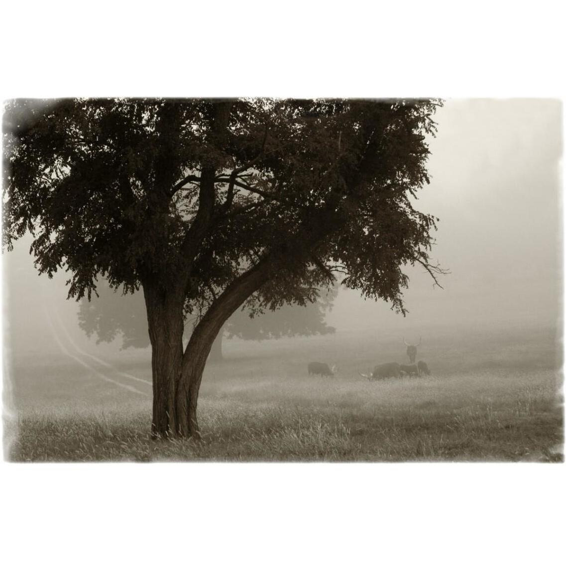 Calm Mist no Limb -Paper Art-20&quotx14"