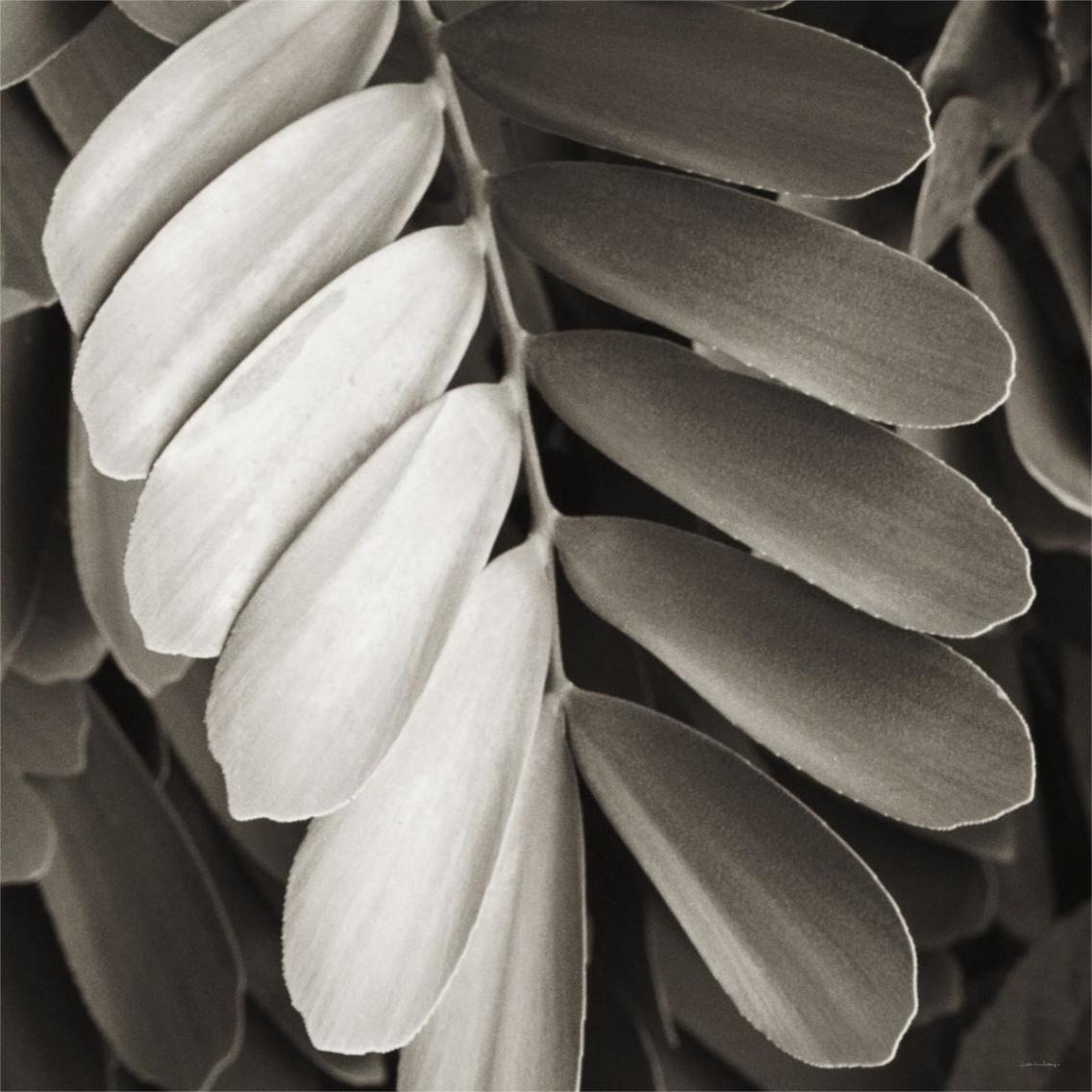 Tropical Plant I -Paper Art-38&quotx38"