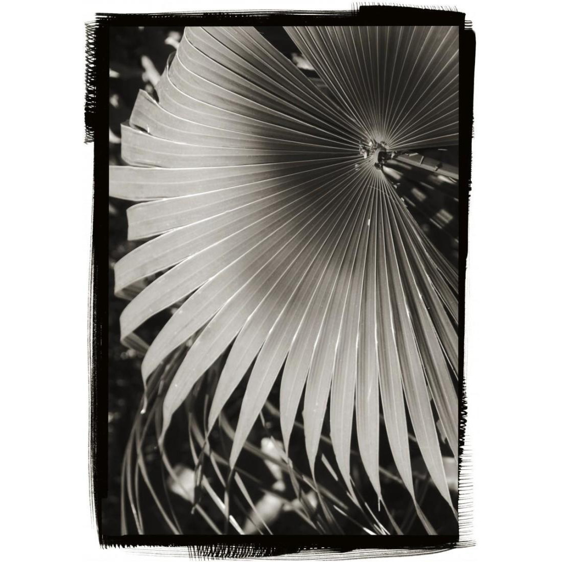 Palm Frond II -Paper Art-17.62&quotx24"