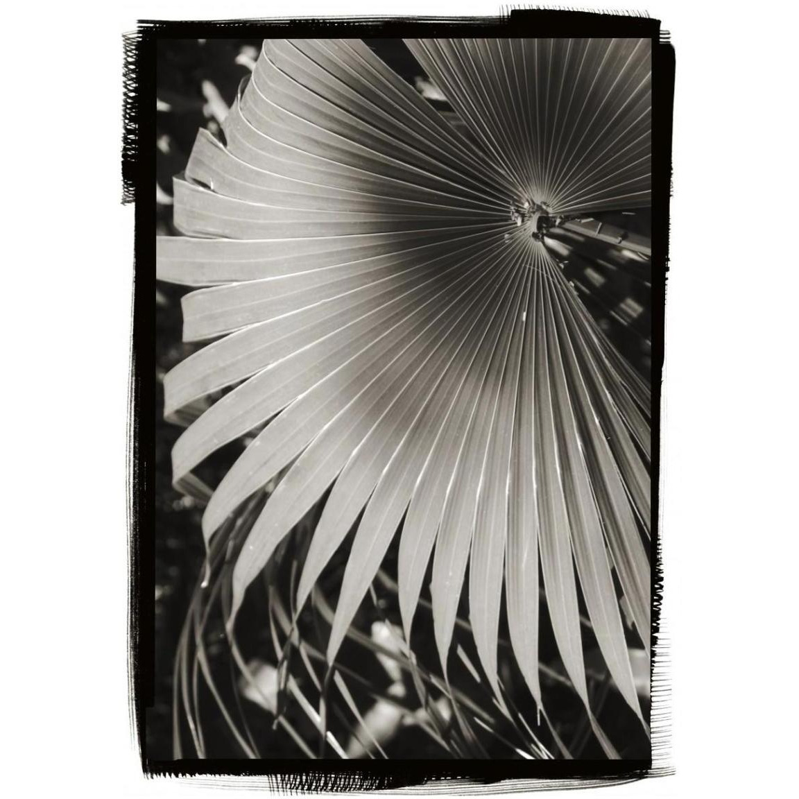 Palm Frond II -Paper Art-30.4&quotx42"