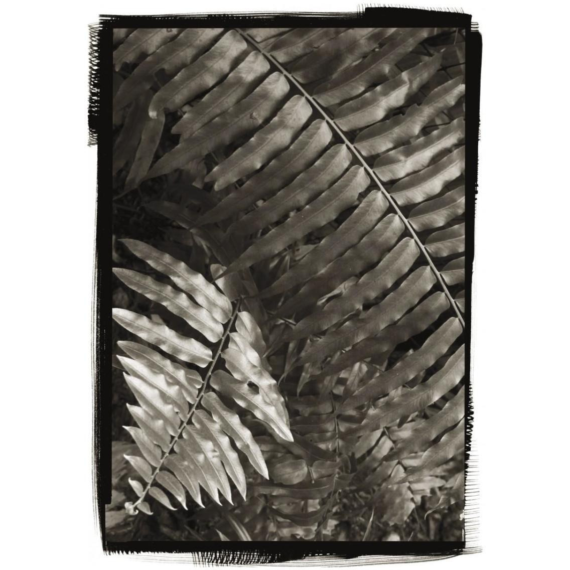 Fern I -Paper Art-23.3&quotx32"