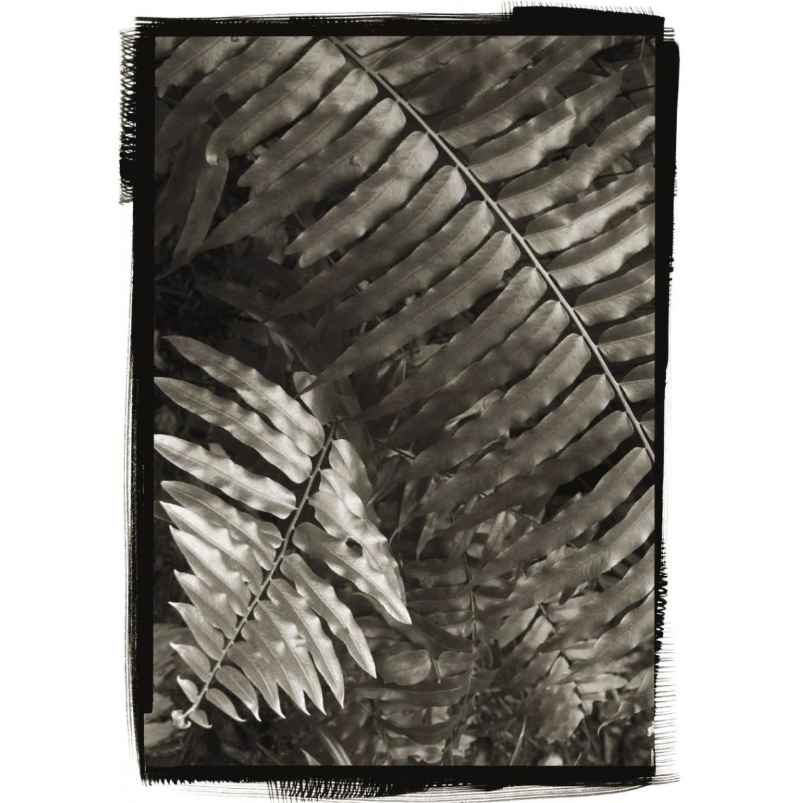 Fern I -Paper Art-27.56&quotx38"