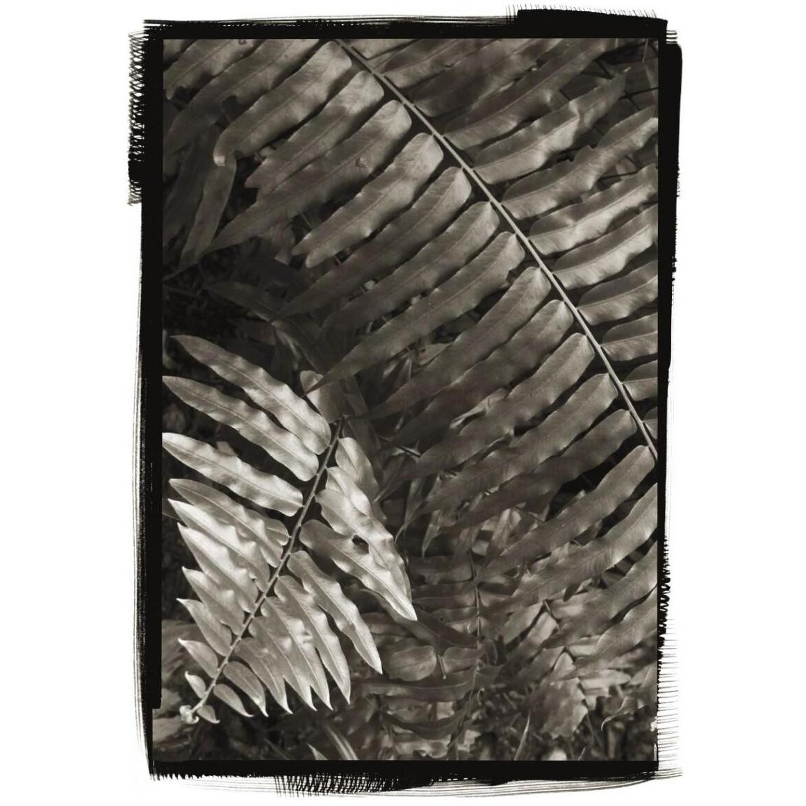 Fern I -Paper Art-30.4&quotx42"