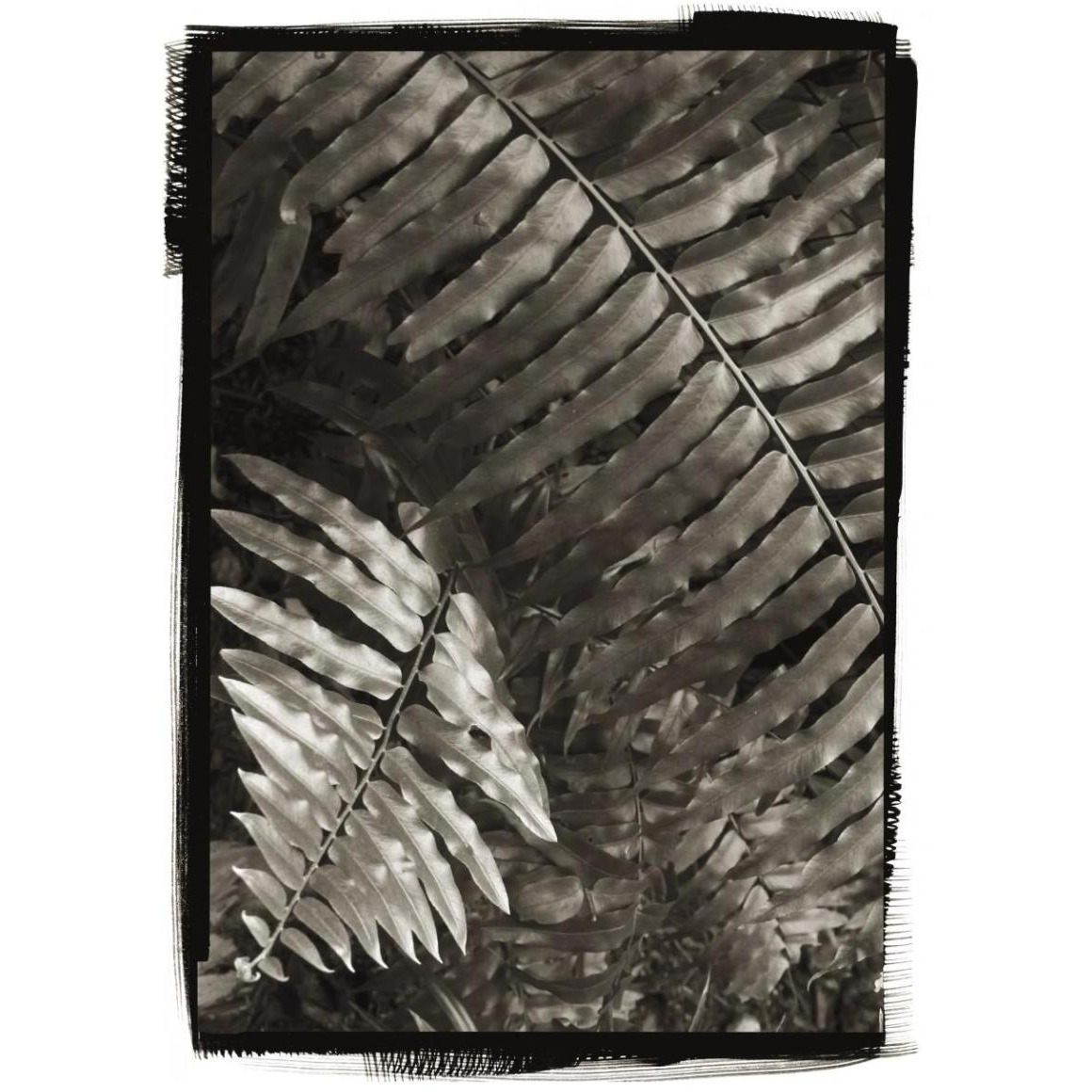 Fern I -Paper Art-33.24&quotx46"