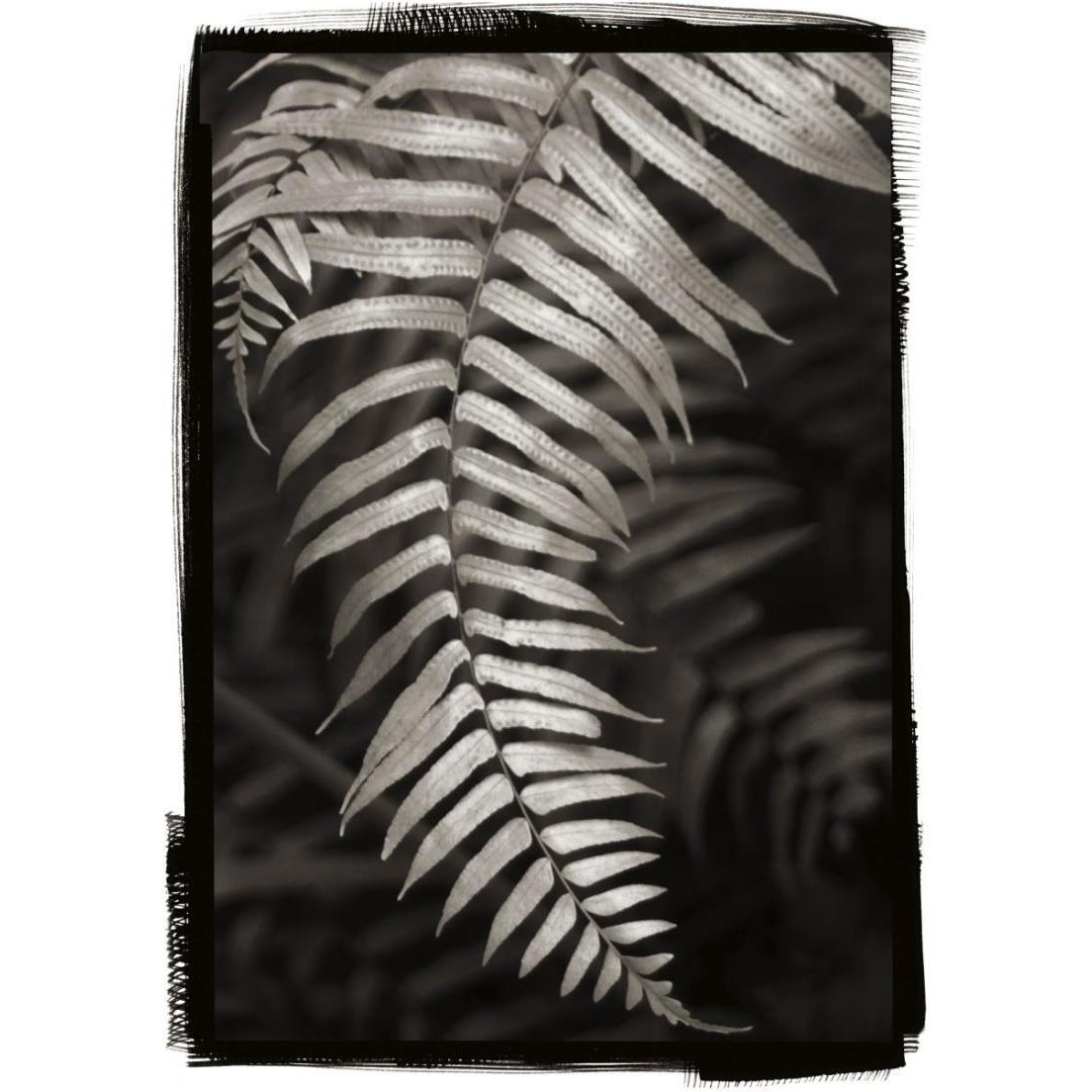Fern II -Paper Art-17.62&quotx24"