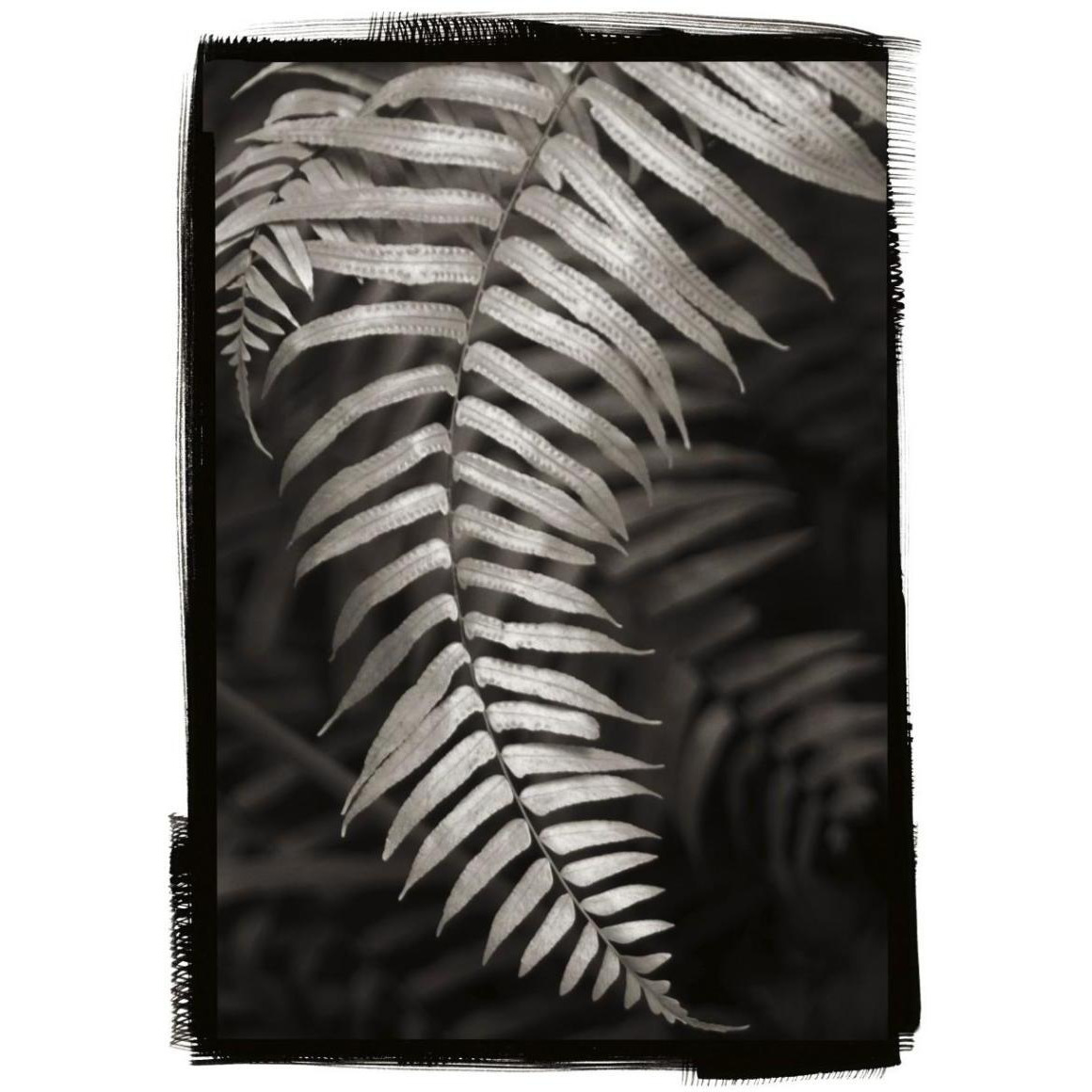 Fern II -Paper Art-30.4&quotx42"