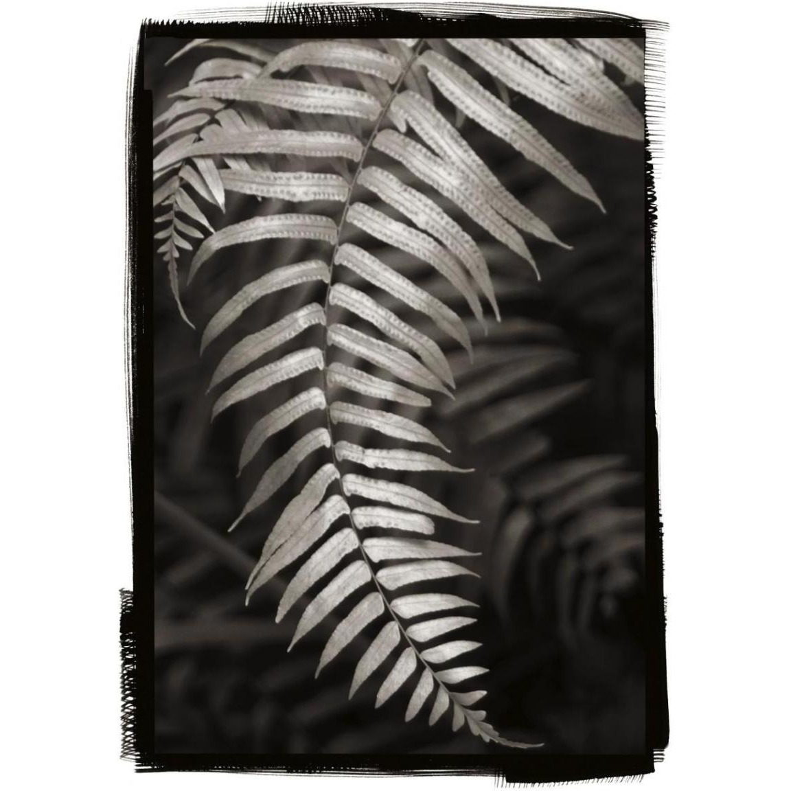 Fern II -Paper Art-33.24&quotx46"