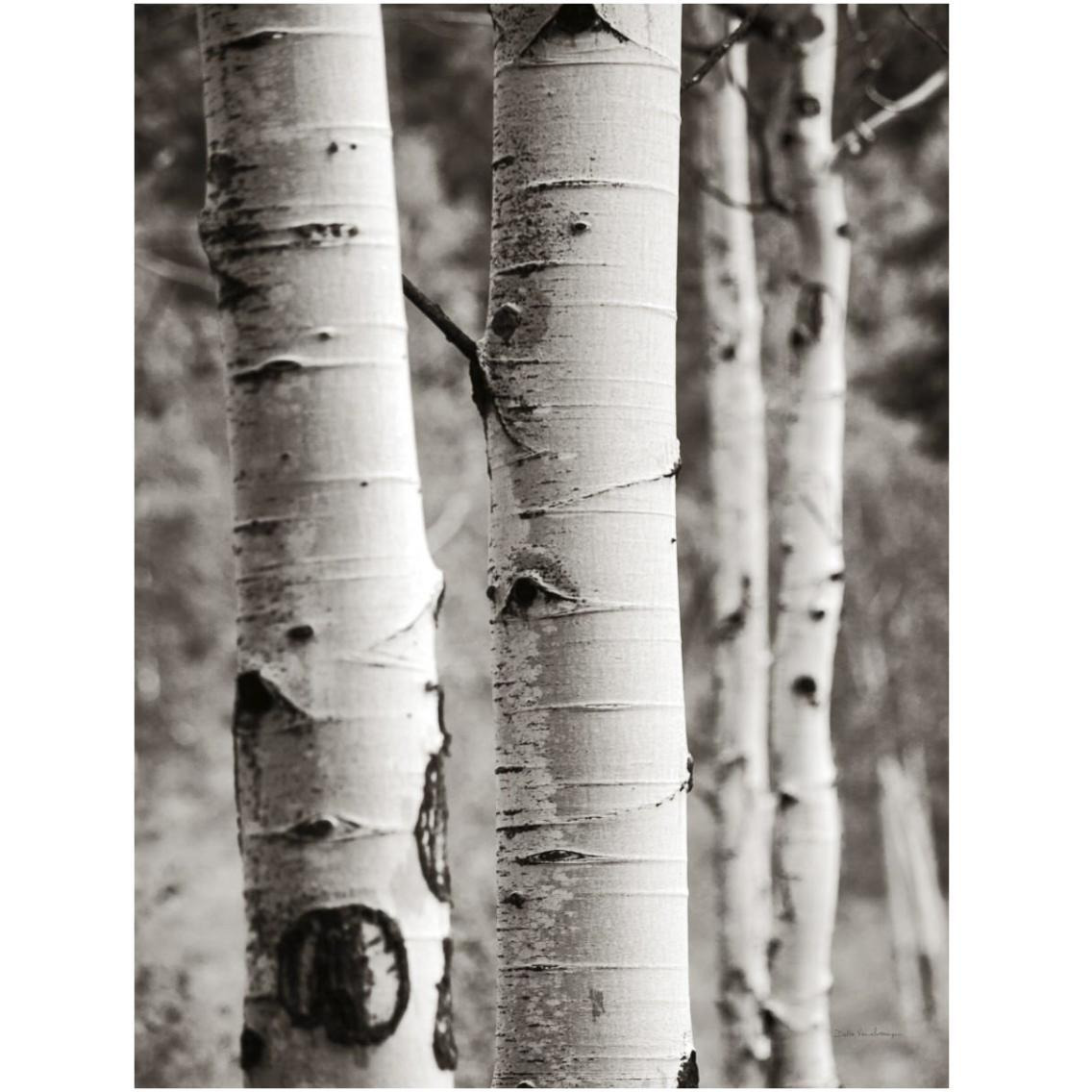 Aspens I -Paper Art-26&quotx34"