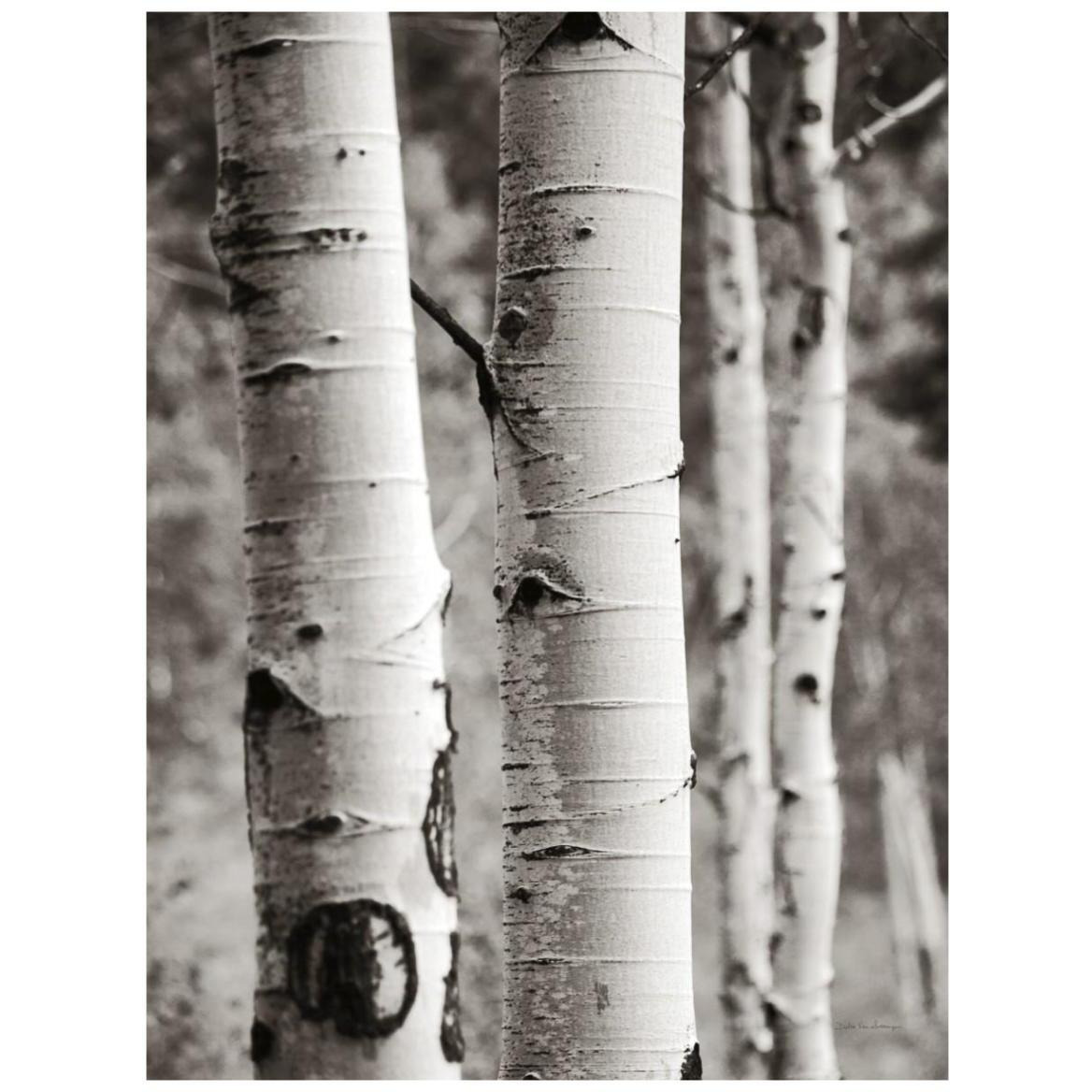 Aspens I -Paper Art-32&quotx42"