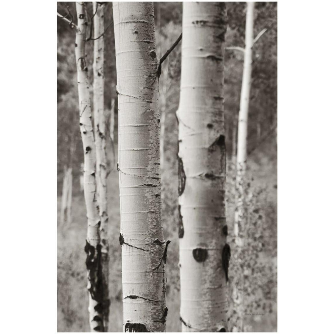Aspens II -Paper Art-22&quotx32"