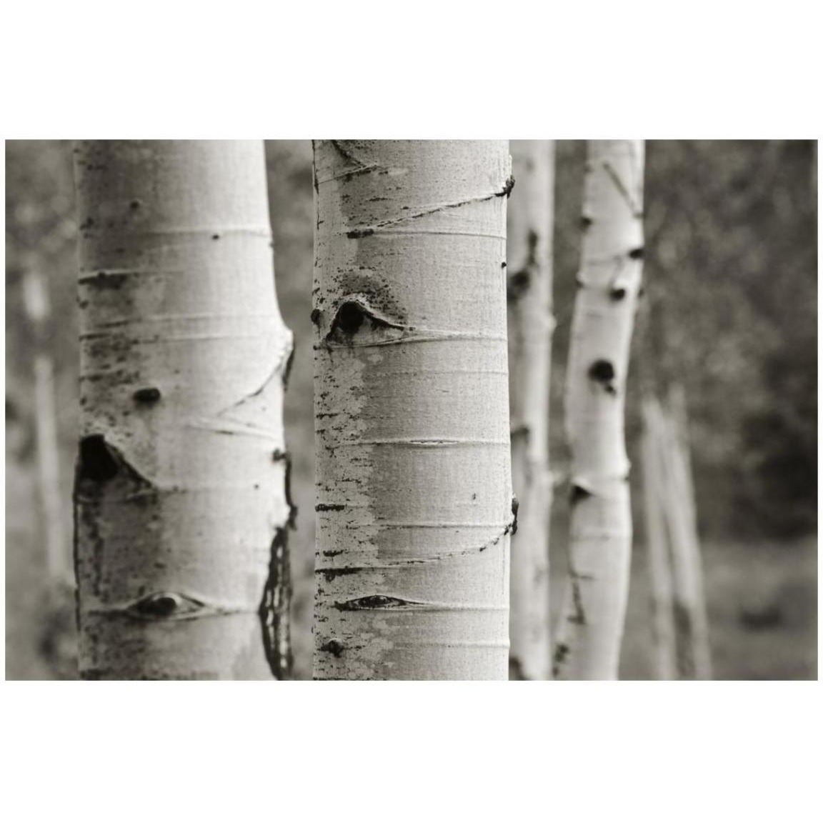 Aspens III -Paper Art-20&quotx14"