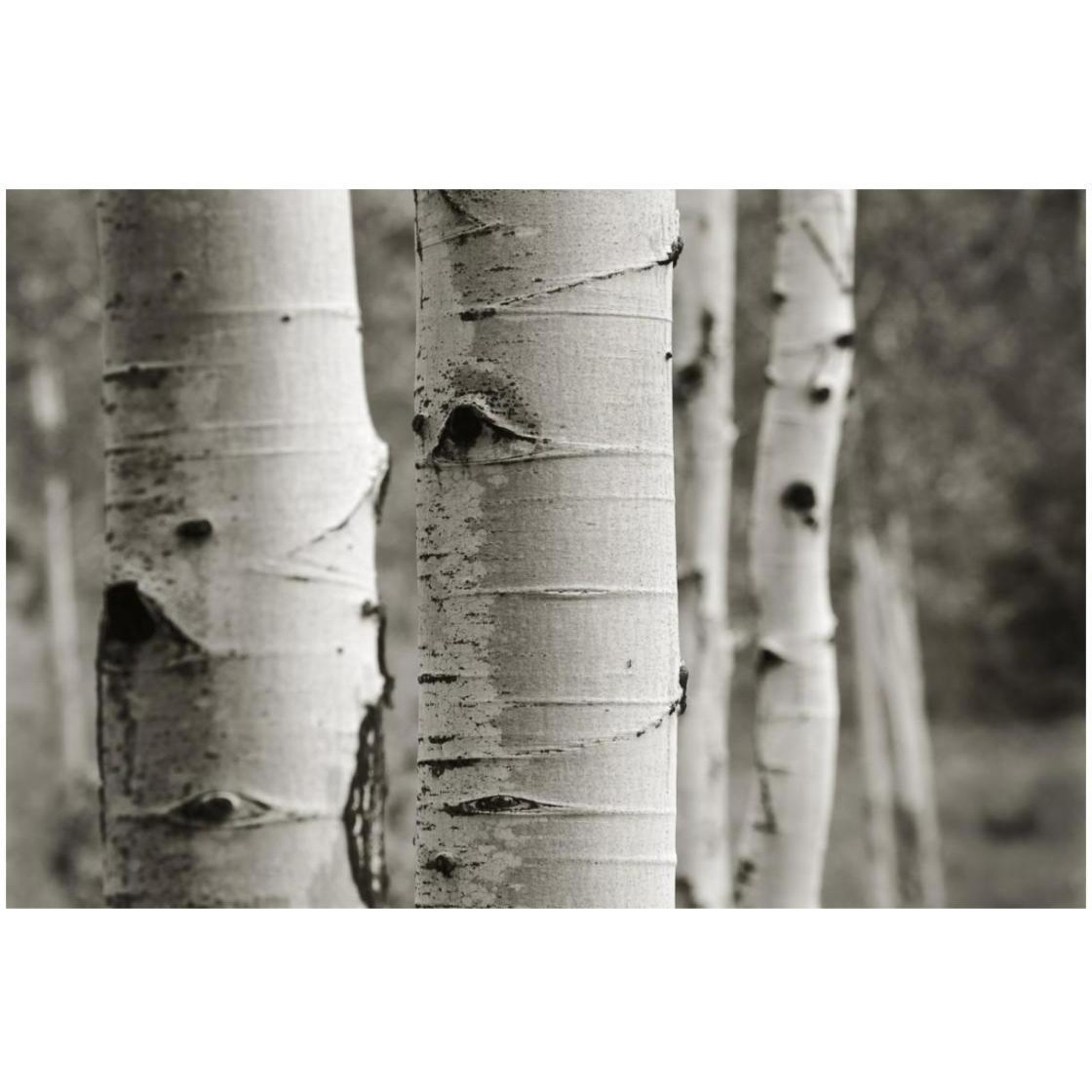 Aspens III -Paper Art-26&quotx18"