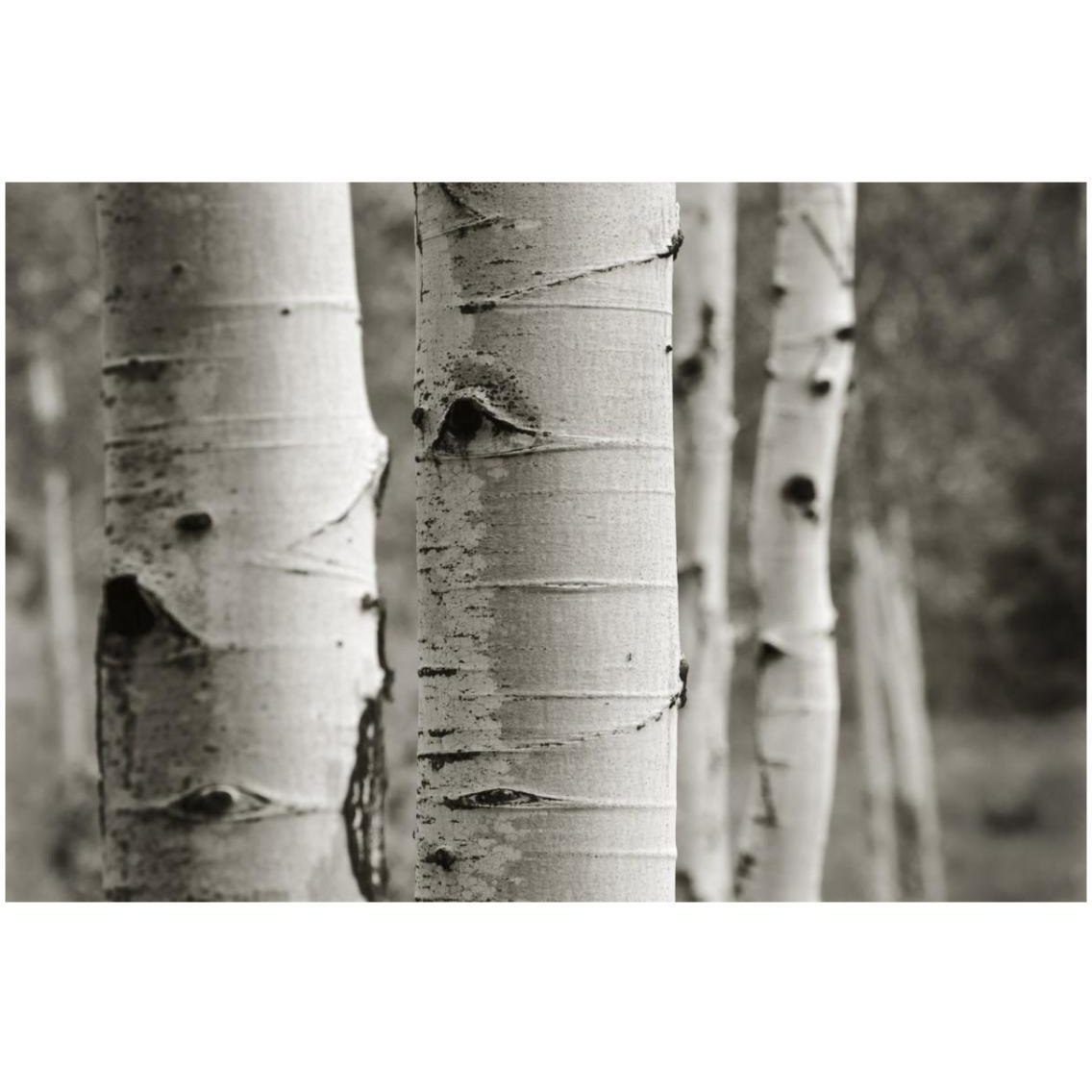 Aspens III -Paper Art-32&quotx22"