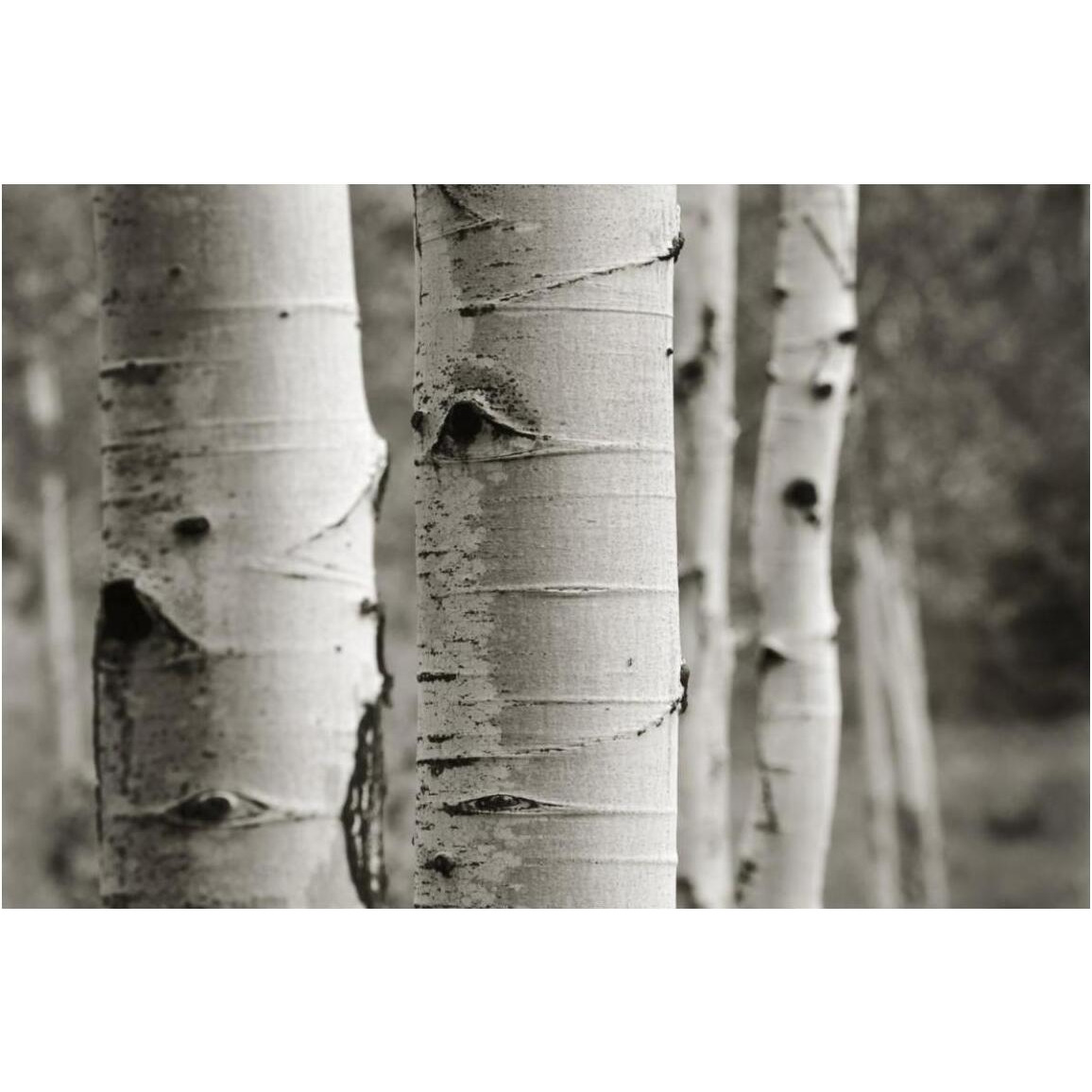 Aspens III -Paper Art-50&quotx34"