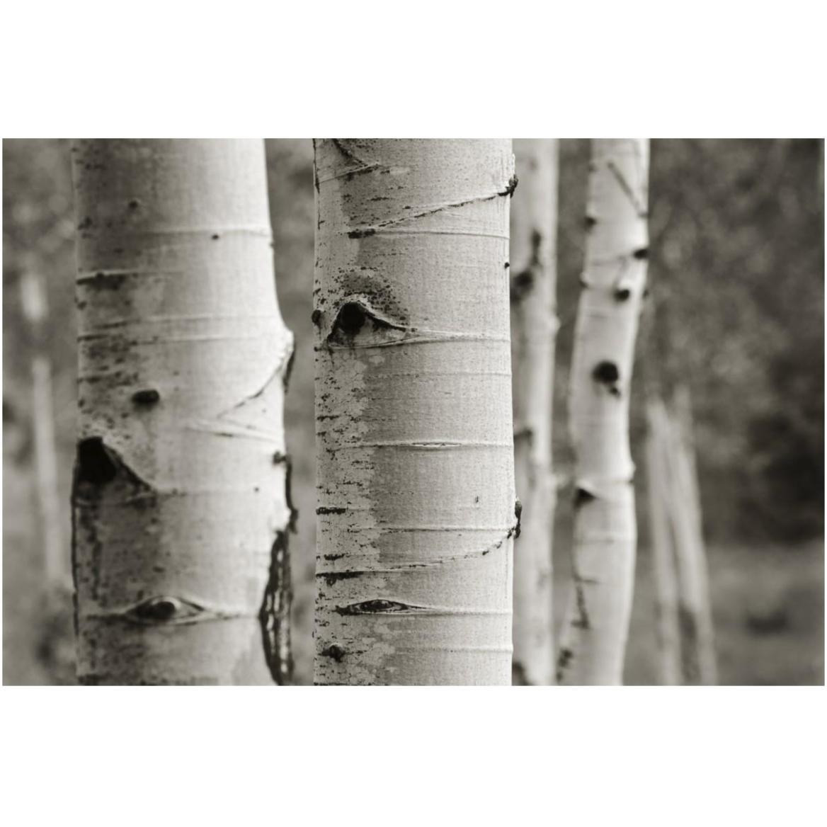 Aspens III -Paper Art-62&quotx42"
