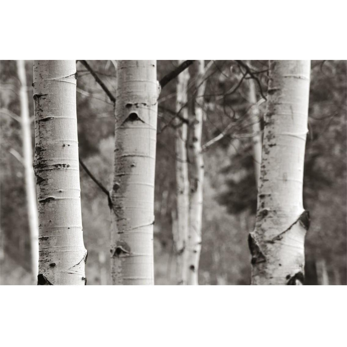 Aspens  IV -Paper Art-38&quotx26"