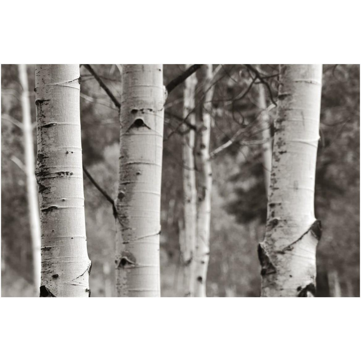 Aspens  IV -Paper Art-62&quotx42"