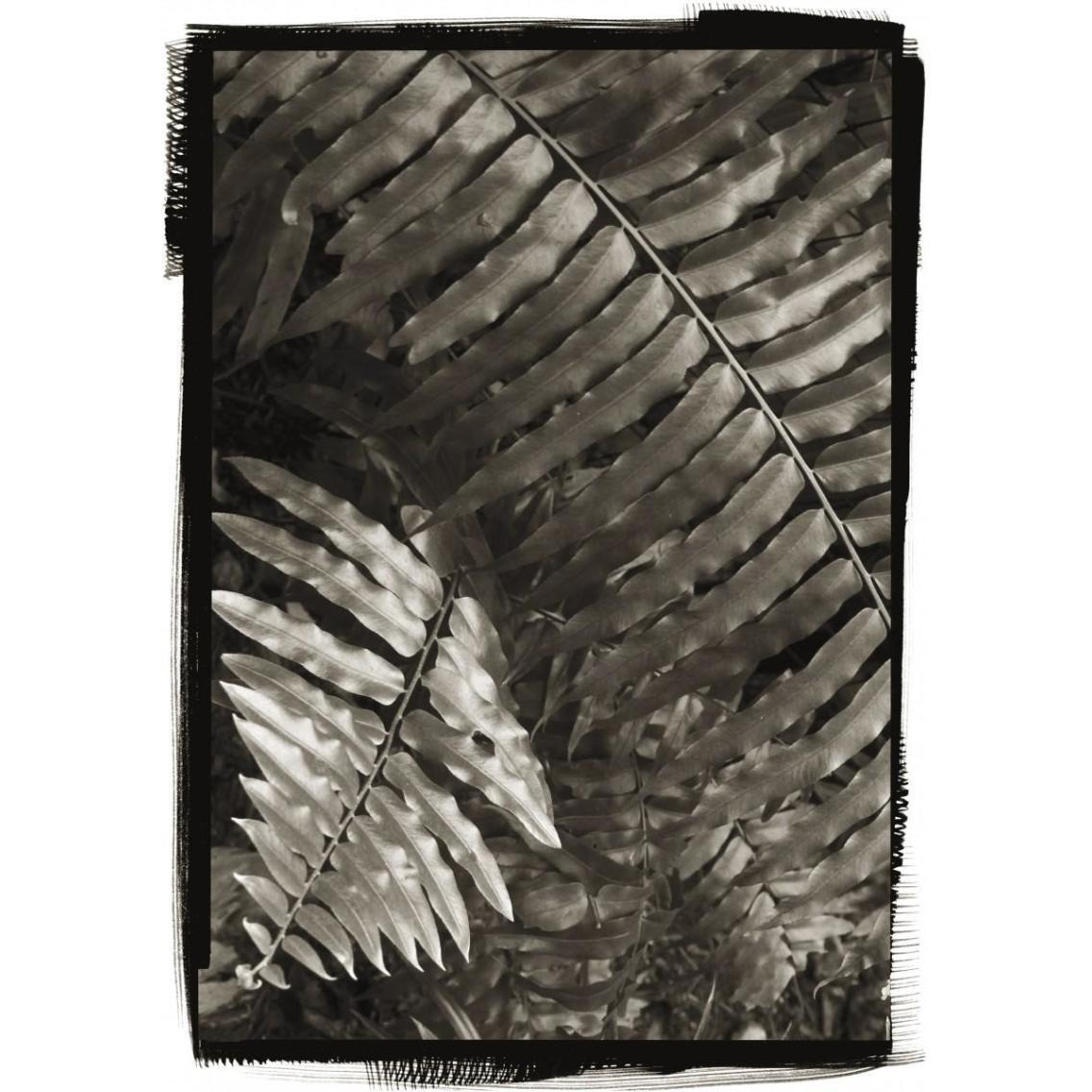 Fern I v2 -Paper Art-27.2&quotx38"
