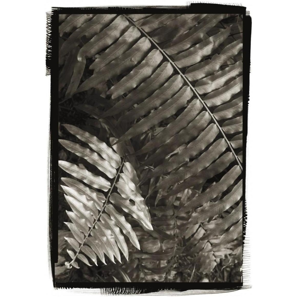 Fern I v2 -Paper Art-32.8&quotx46"