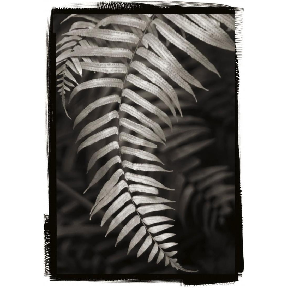 Fern II v2 -Paper Art-17.4&quotx24"