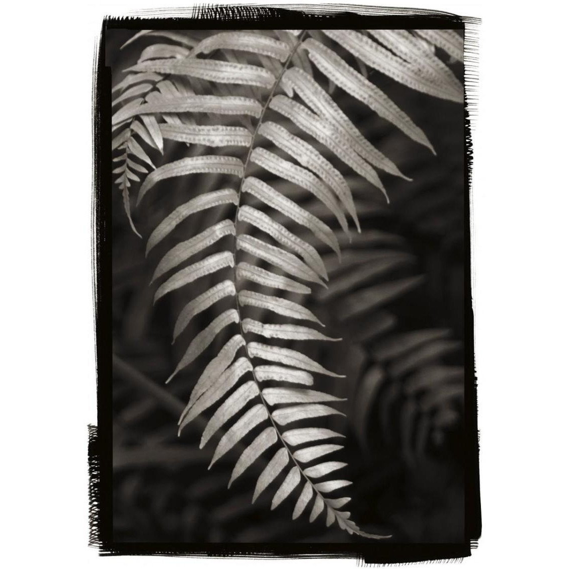 Fern II v2 -Paper Art-23&quotx32"