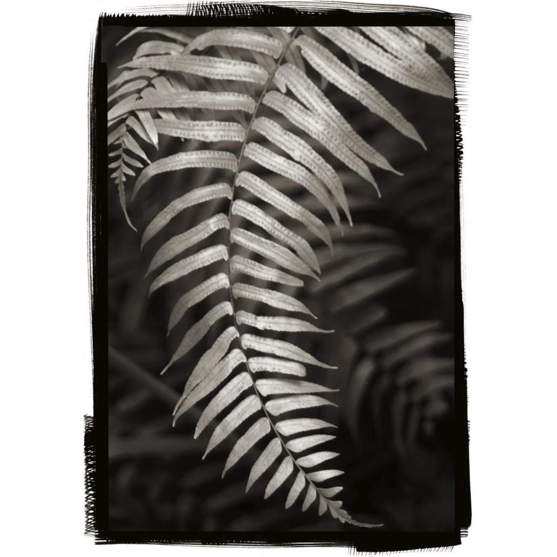 Fern II v2 -Paper Art-27.2&quotx38"