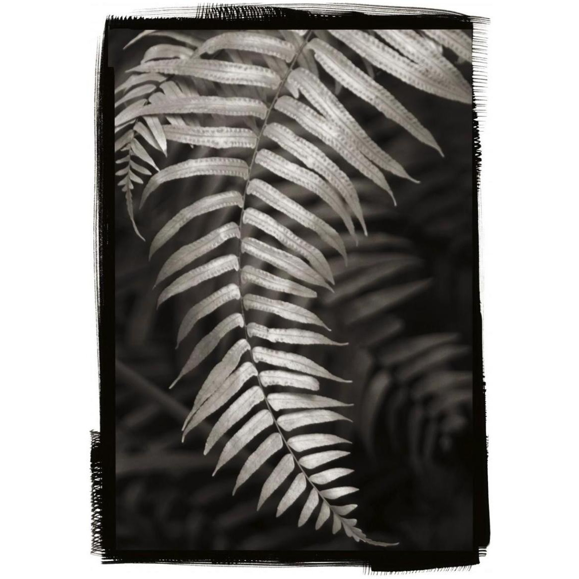 Fern II v2 -Paper Art-30&quotx42"