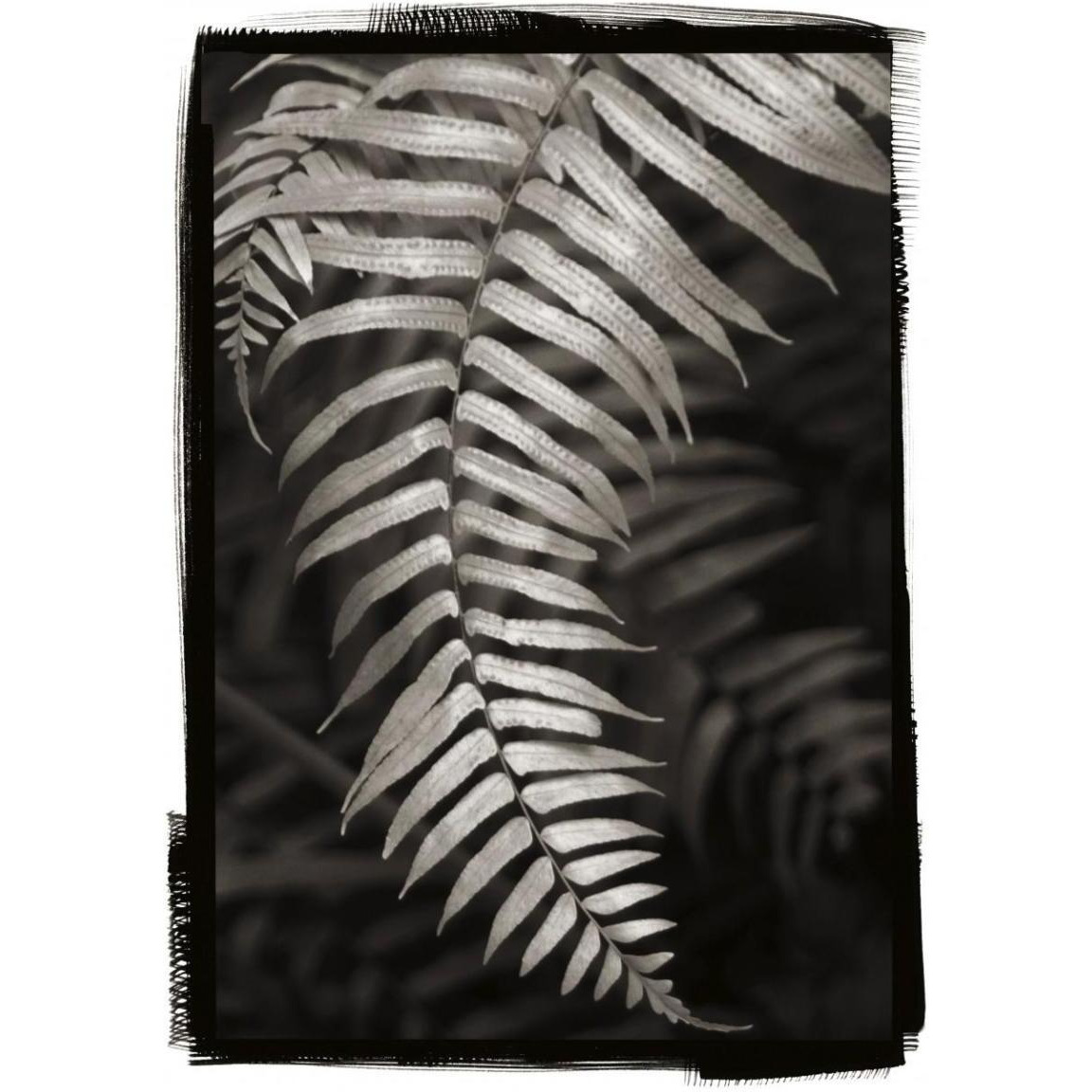 Fern II v2 -Paper Art-32.8&quotx46"