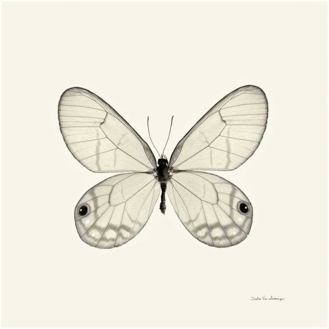 Butterfly I - BW -Paper Art-20&quotx20"