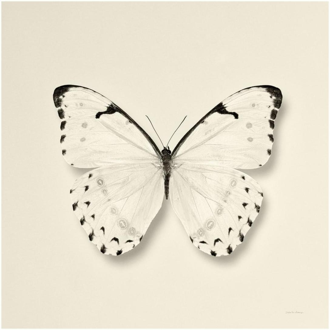 Butterfly II - BW -Paper Art-20&quotx20"