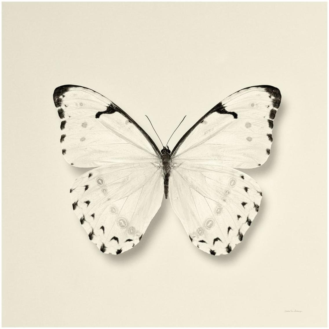 Butterfly II - BW -Paper Art-32&quotx32"