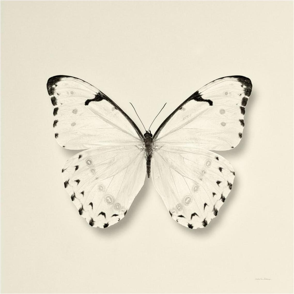 Butterfly II - BW -Paper Art-38&quotx38"