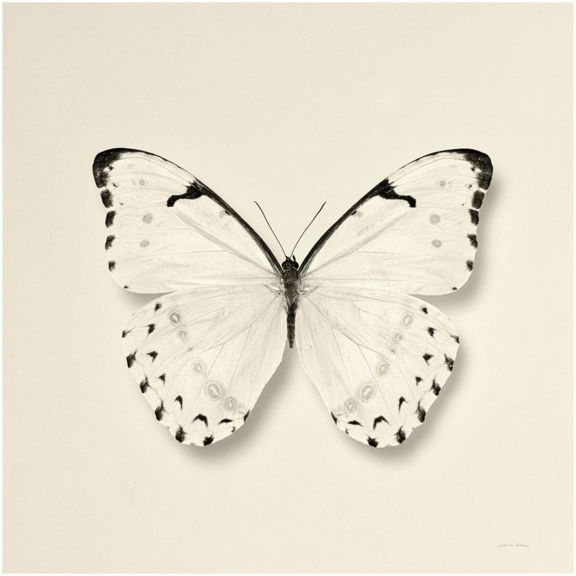 Butterfly II - BW -Paper Art-42&quotx42"