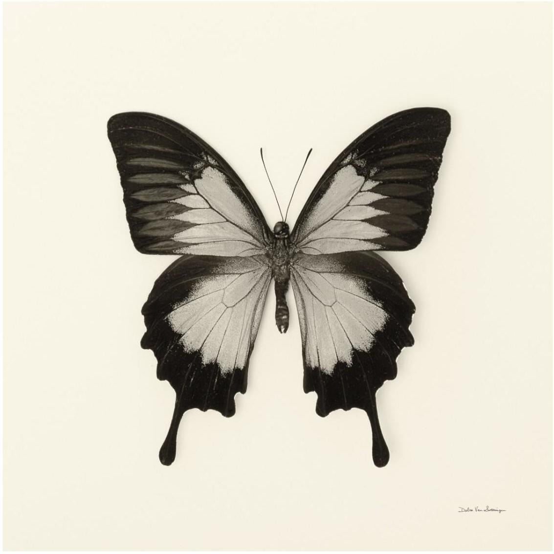 Butterfly III - BW -Paper Art-32&quotx32"