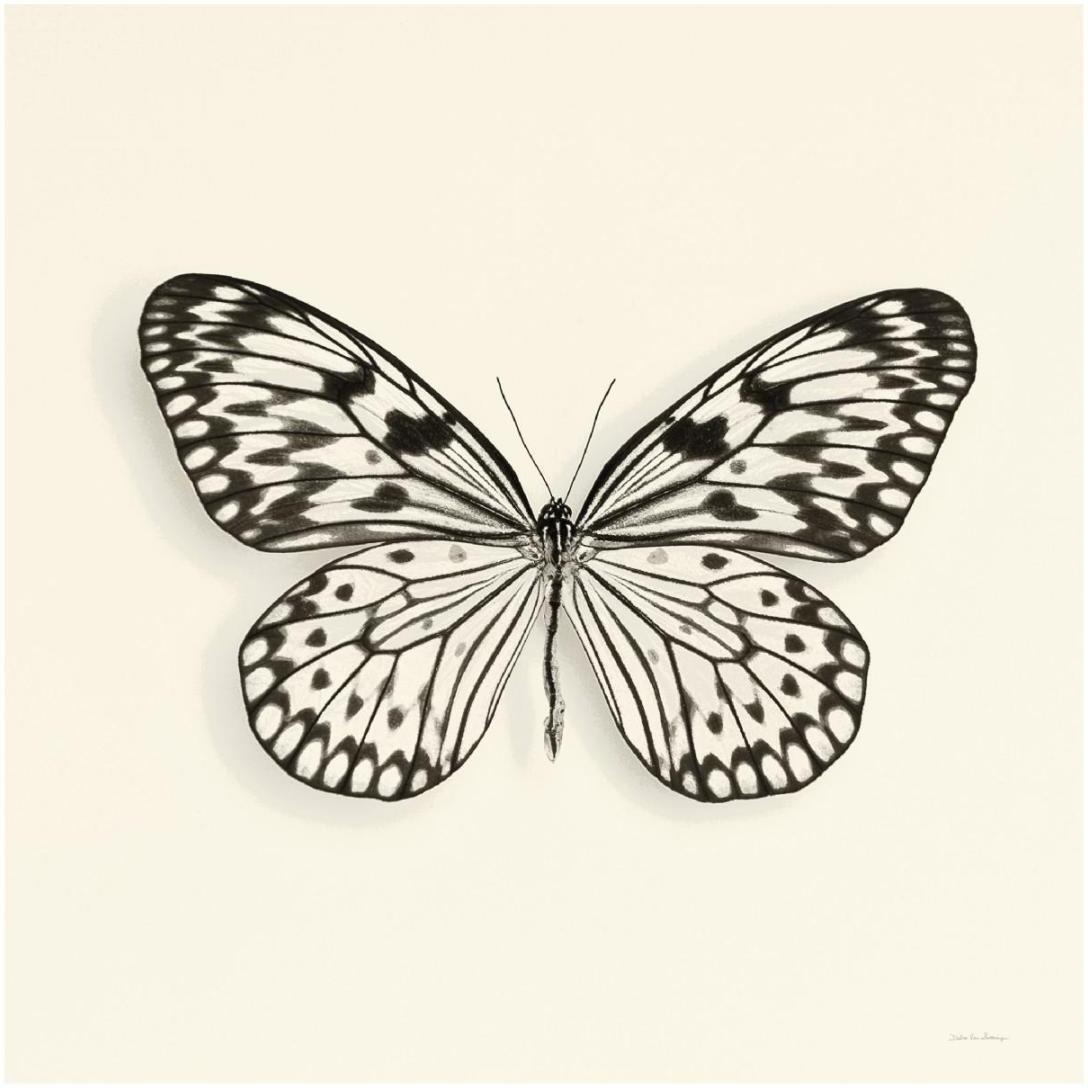 Butterfly V - BW -Paper Art-20&quotx20"