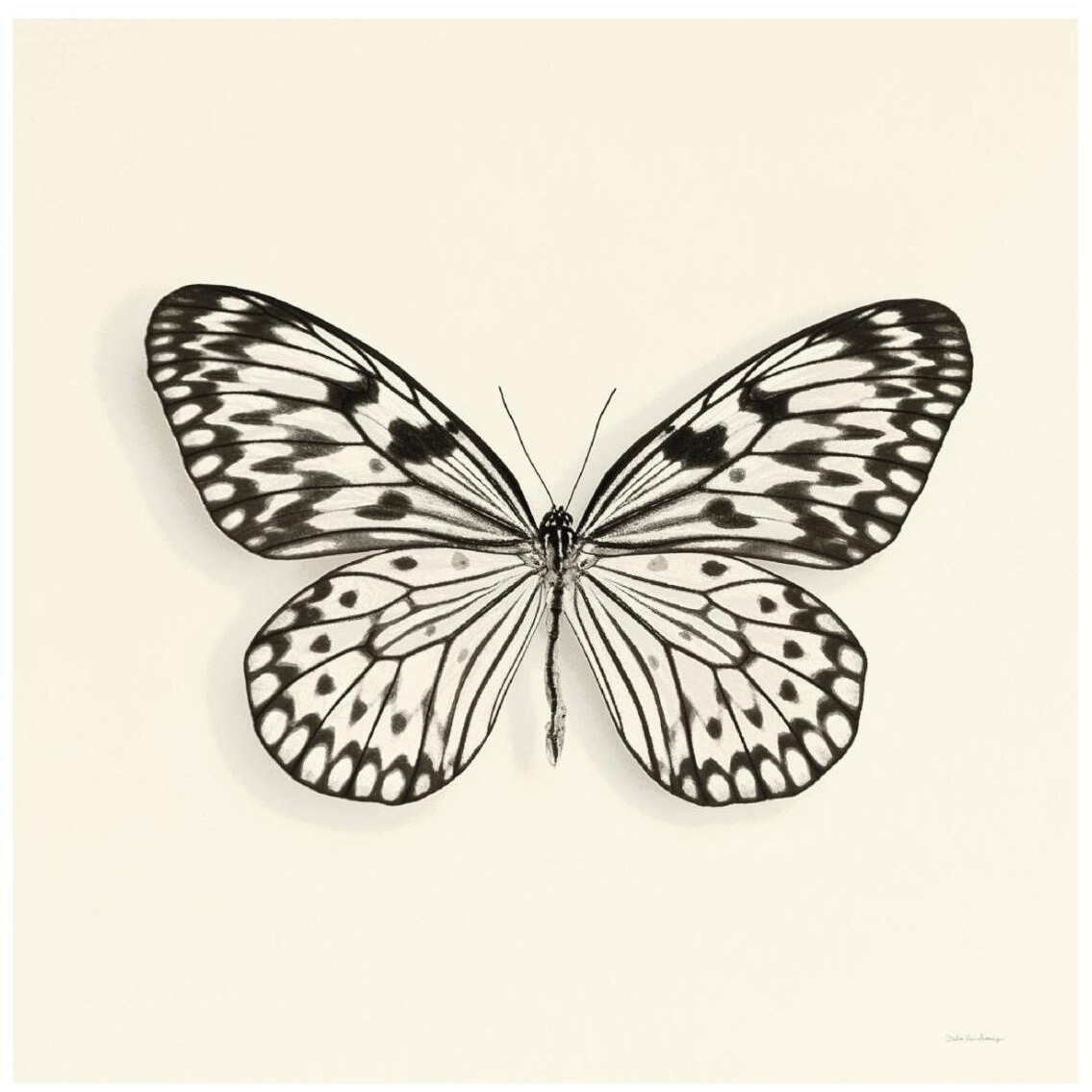 Butterfly V - BW -Paper Art-26&quotx26"