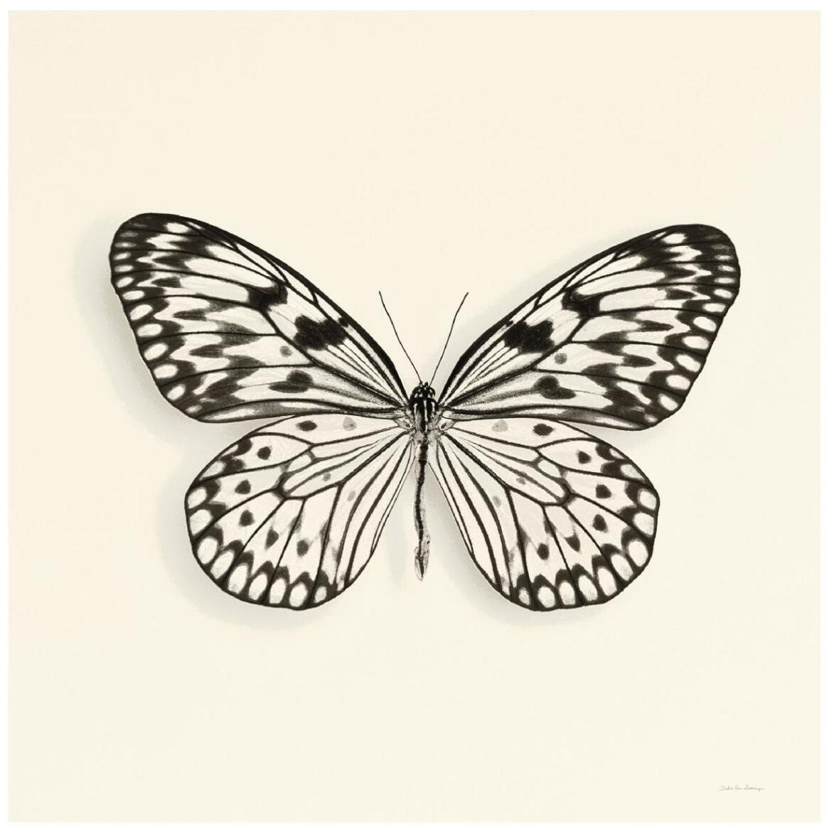 Butterfly V - BW -Paper Art-42&quotx42"