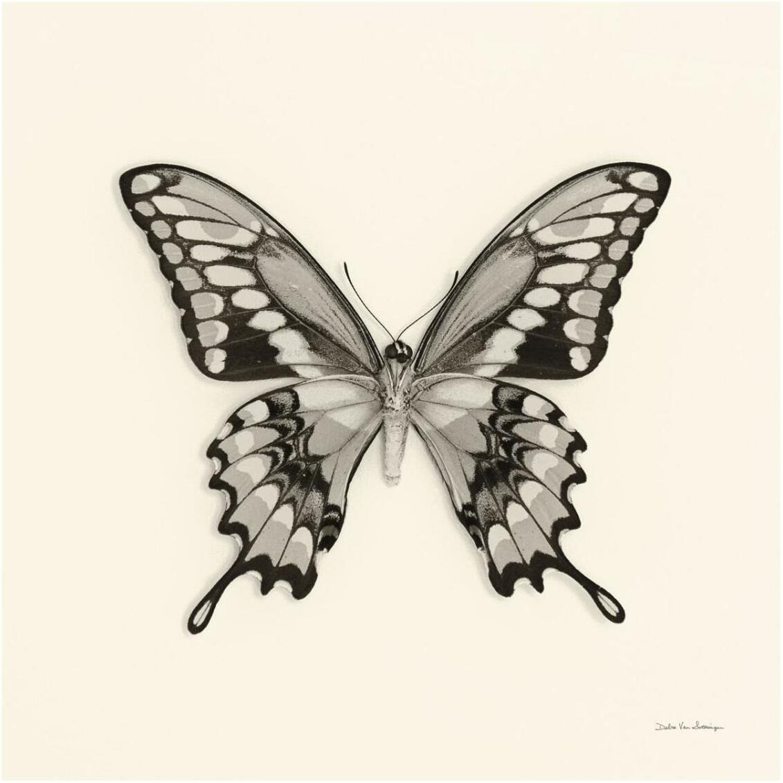 Butterfly VI - BW -Paper Art-32&quotx32"