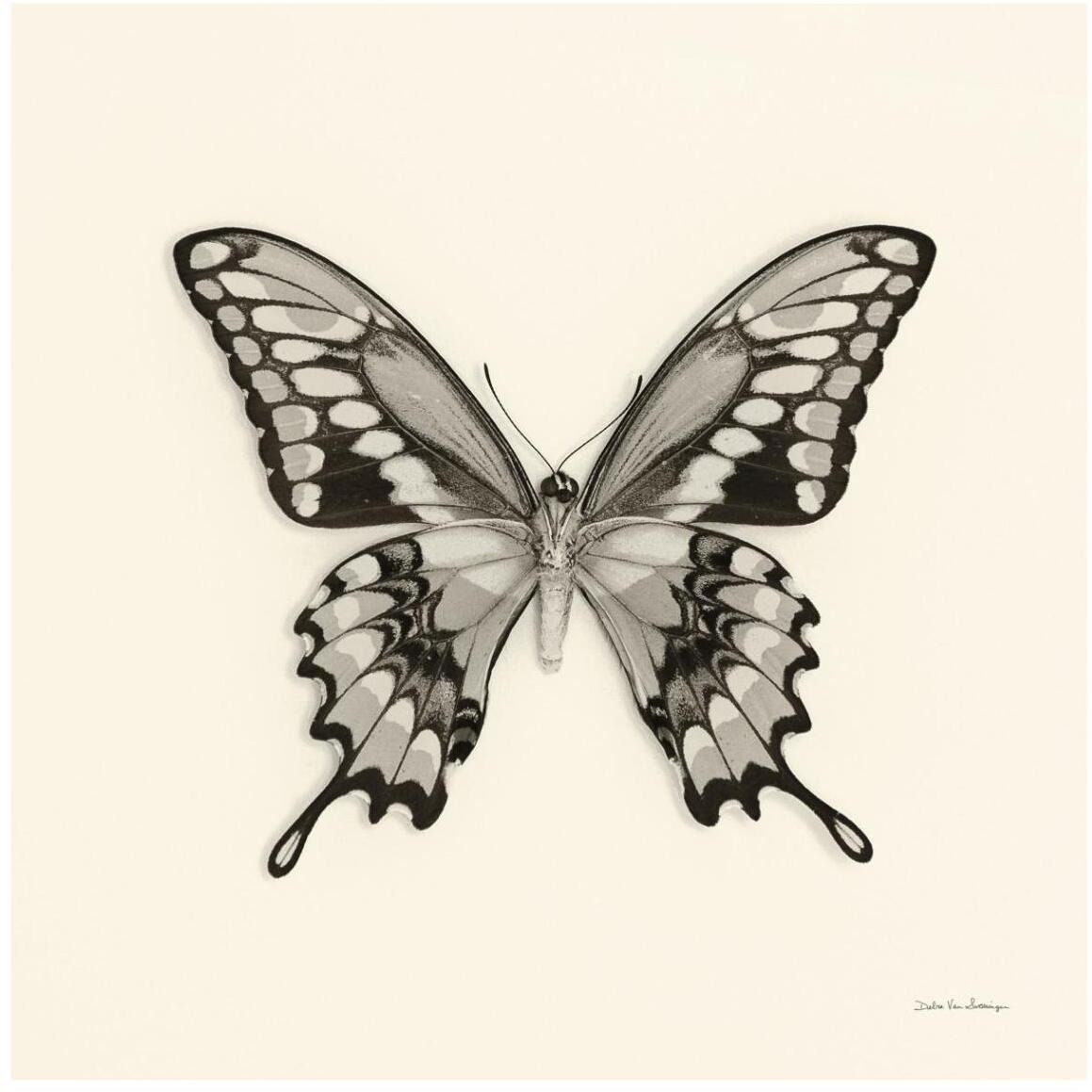 Butterfly VI - BW -Paper Art-42&quotx42"