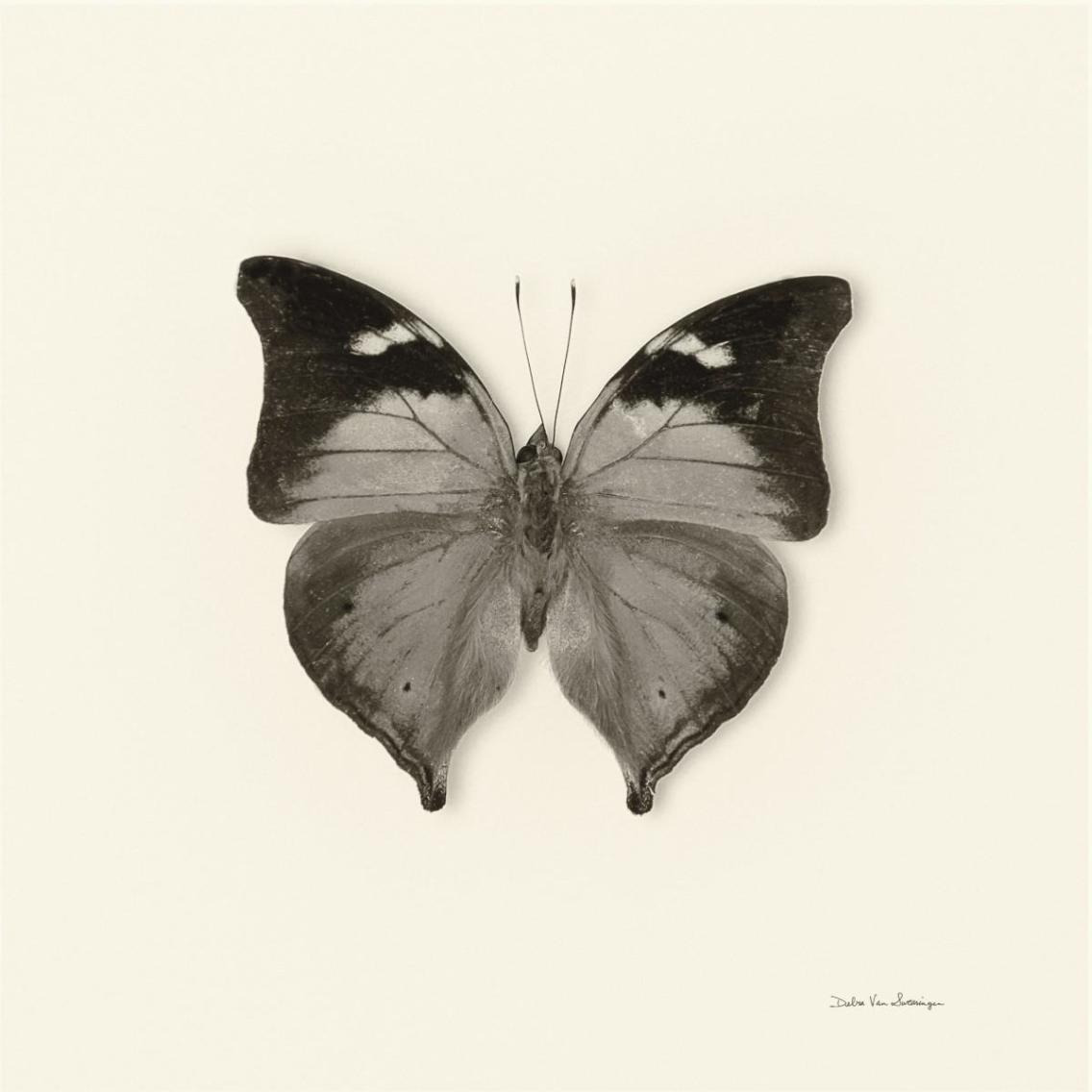 Butterfly VII - BW -Paper Art-38&quotx38"
