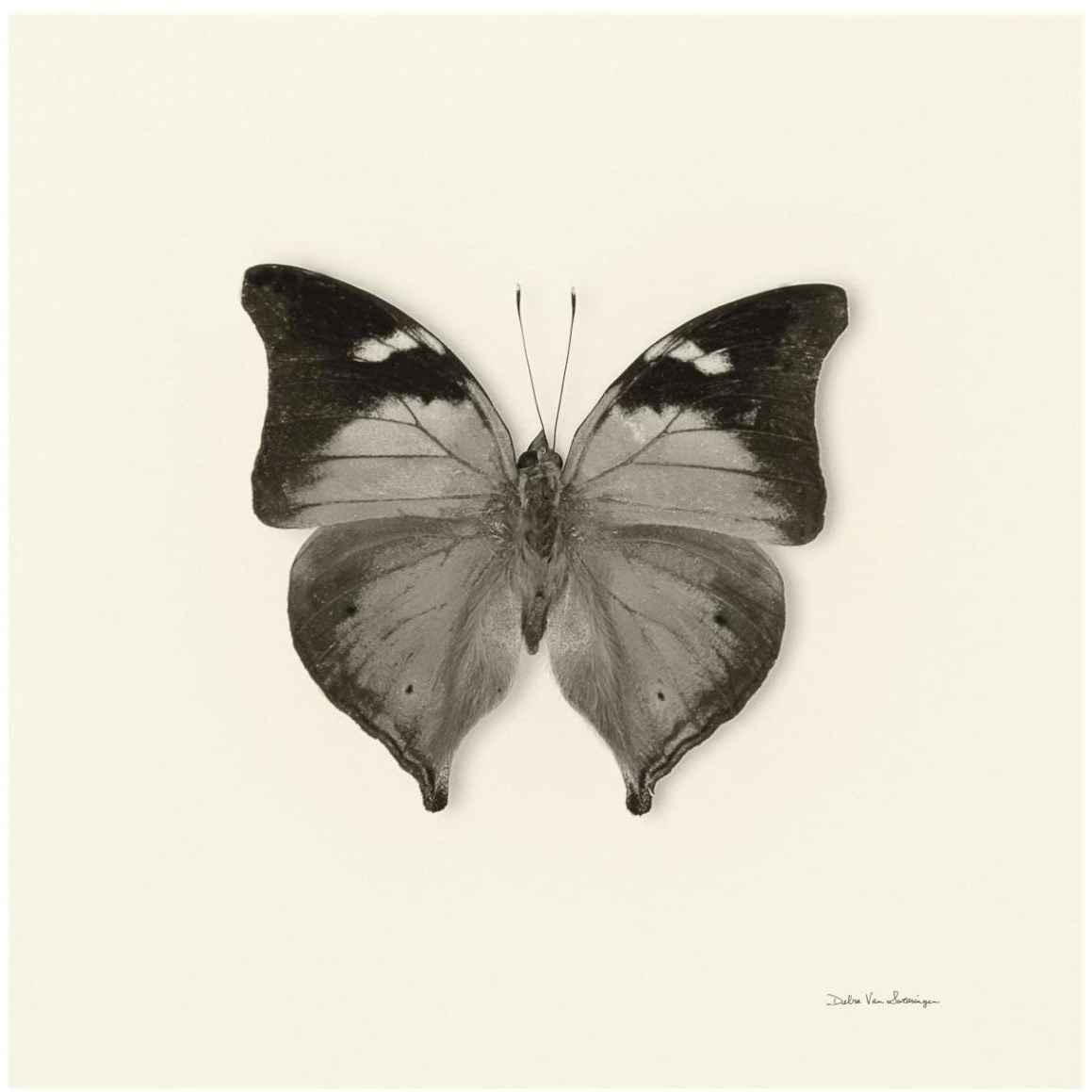 Butterfly VII - BW -Paper Art-42&quotx42"