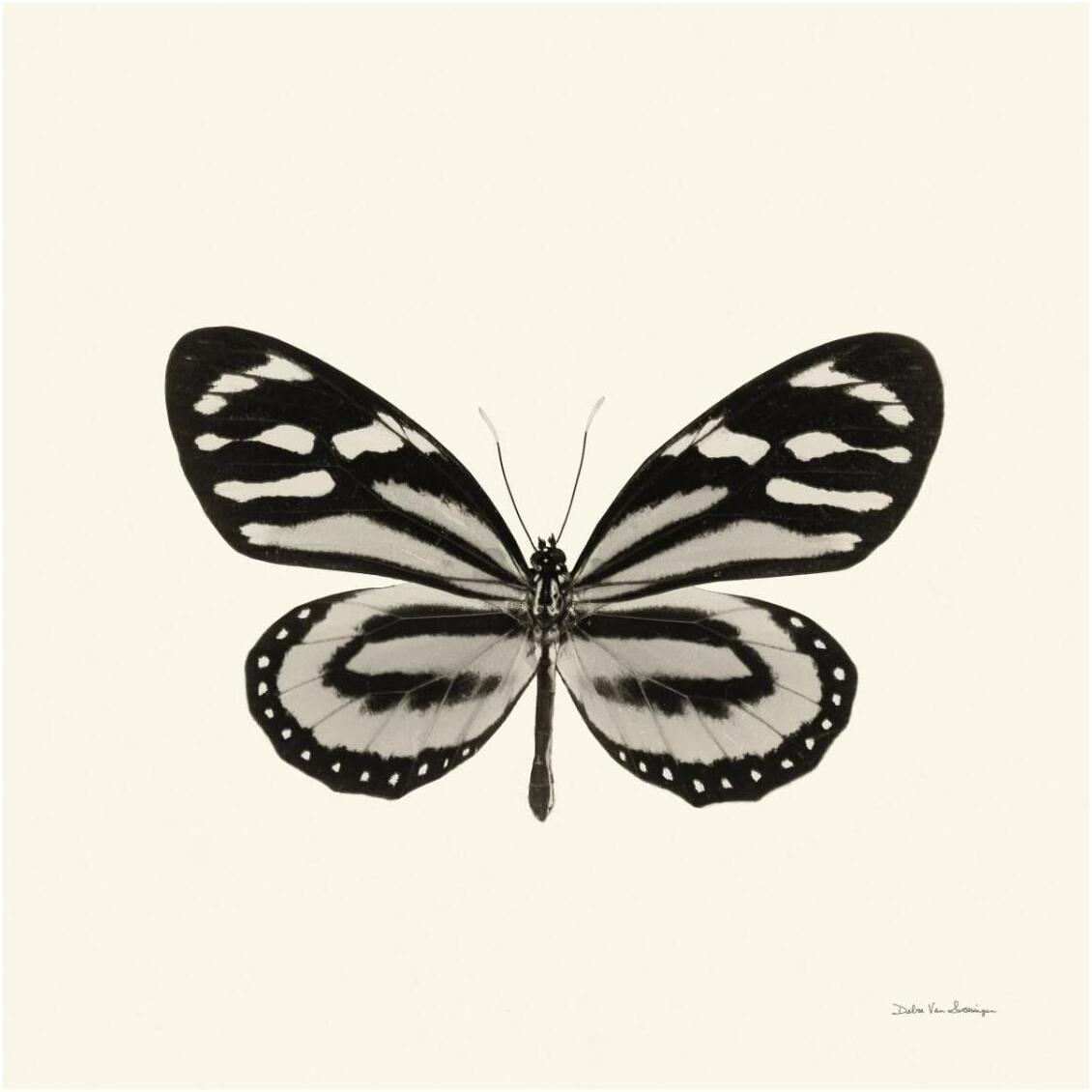 Butterfly VIII - BW -Paper Art-32&quotx32"