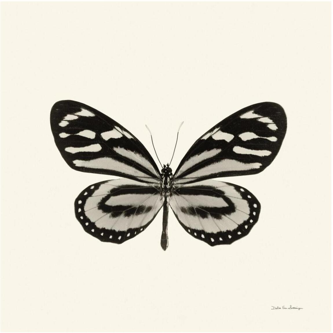 Butterfly VIII - BW -Paper Art-42&quotx42"