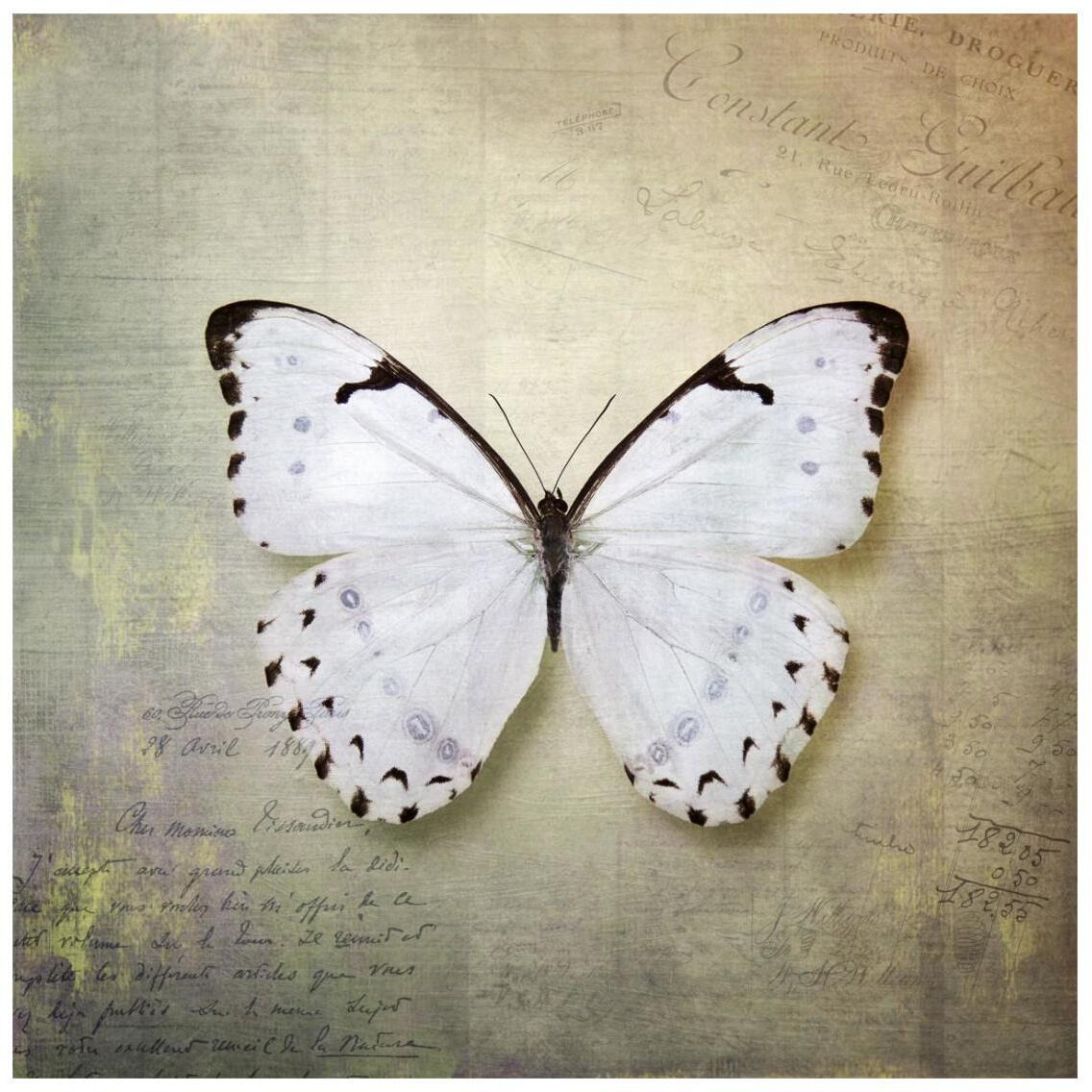 French Butterfly II -Paper Art-26&quotx26"