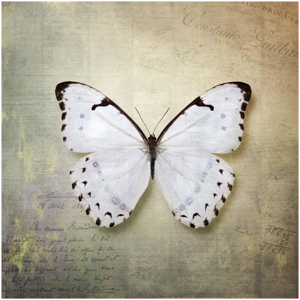 French Butterfly II -Paper Art-32&quotx32"